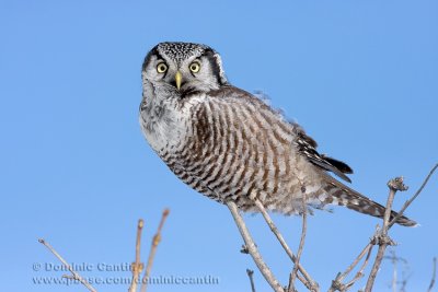 Chouette pervire / Northern Hawk Owl