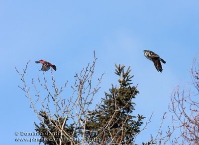 Chouette Épervière & Durbec des Sapins / Northern Hawk Owl &  Pine Grosbeack