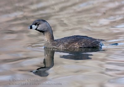 Grbe  Bec Bigar/ Pied-billed Grebe