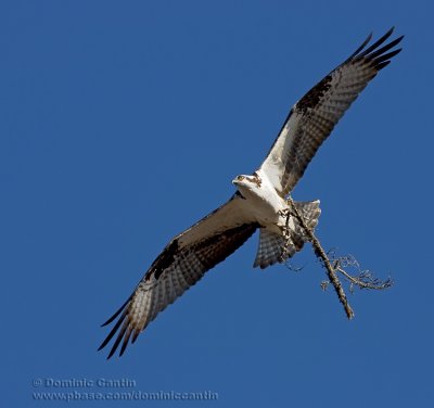 Balbuzard Pêcheur / Osprey
