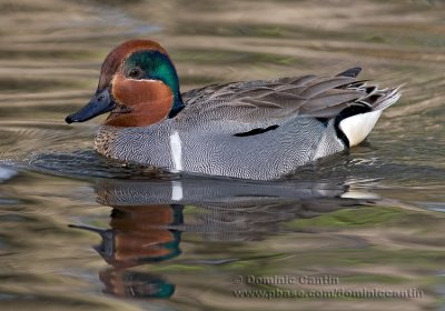 Sarcelle d'hiver / Common Teal