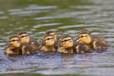 Colvert ( juv ) / Mallard ( juv )