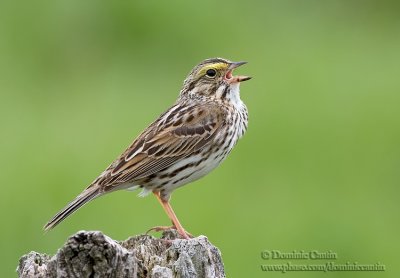 Bruant des prés / Savannah sparrow