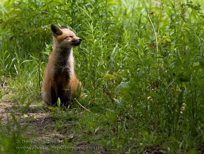 Renard roux (juv) / Red fox (juv)