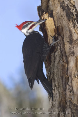 Grand Pic / Pileated Woodpecker