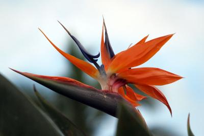 Bird of Paridise flower