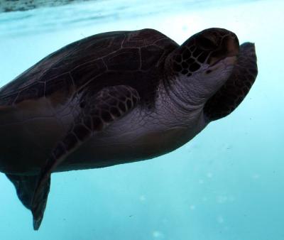 g3/51/482351/3/53320985.GreenSeaTurtle.jpg