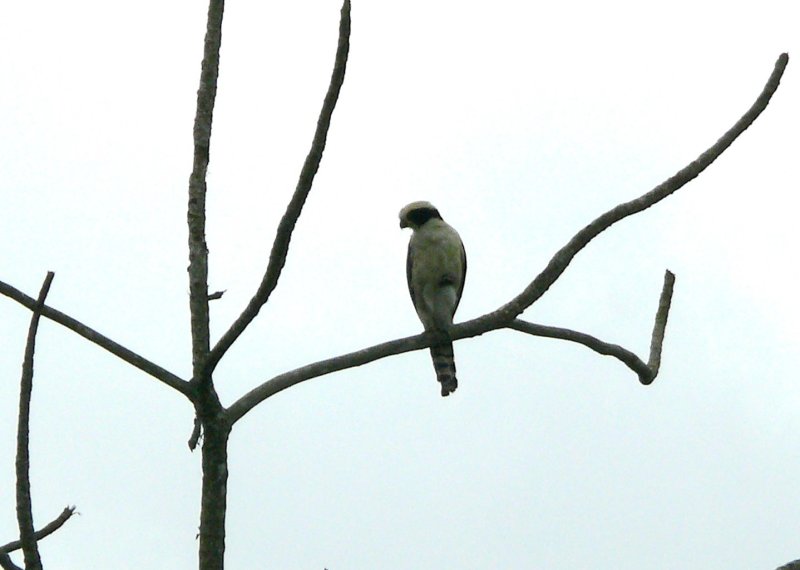 Collared Forest Falcon Stann Creek District Belize_2-14-2009 3.JPG