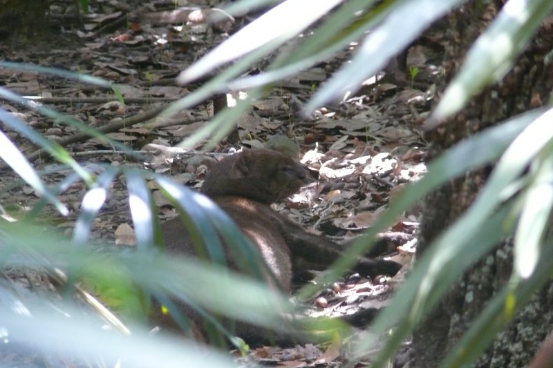 Jaguarundi Belize Zoo 2-18-2009 .JPG