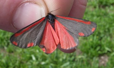 8113  Tyria jacobaeae The Cinnabar Moth DeschutesNF Or 8-1-2008.jpg 2.JPG