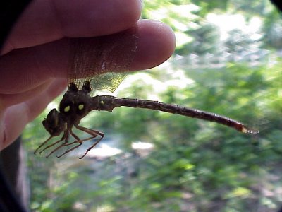 Boyeria vinosa Fawn Darner Rutland Ma 8-10-2000