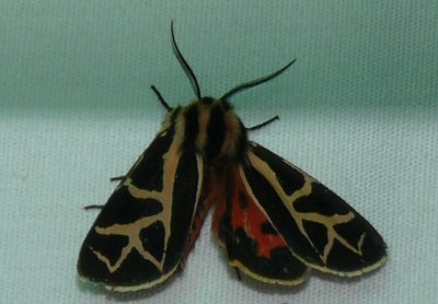 8188 - Figured Tiger Moth - Grammia figurata Athol Ma 6-7-2009 ID help from Chris Schmidt, Arctiid specialist