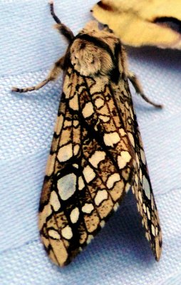 8211 Hickory Tussock Moth - Lophocampa caryae 5-25-2010.JPG