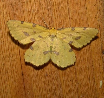 6740 - False Crocus Geometer Moth - Xanthotype urticaria 6-4-2010.JPG