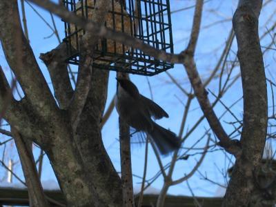 Boreal Chickadee 036.jpg