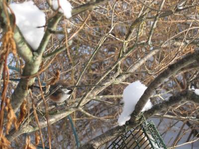 Boreal Chickadee 029.jpg