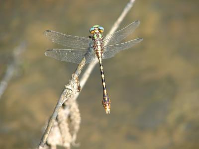 Southern Snaketail