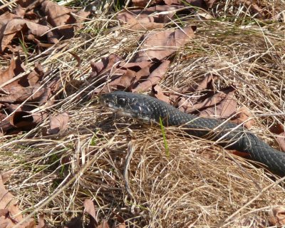 BlackRacer_NS_4-10-2008.JPG