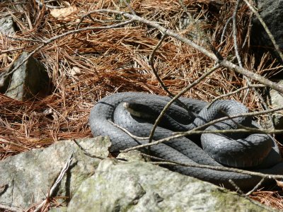 BlackRacer_Hardwick_4-10-2008.JPG