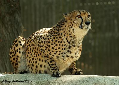 Cheeta On The Rocks