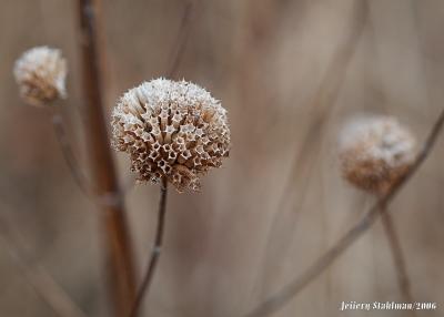 Winter Blossom