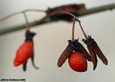 Berry In Winter