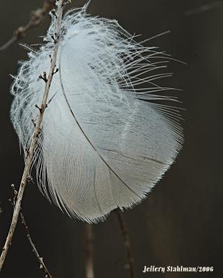 Bush Feathers