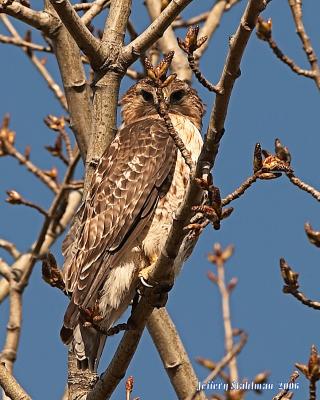 Hiding Hawk