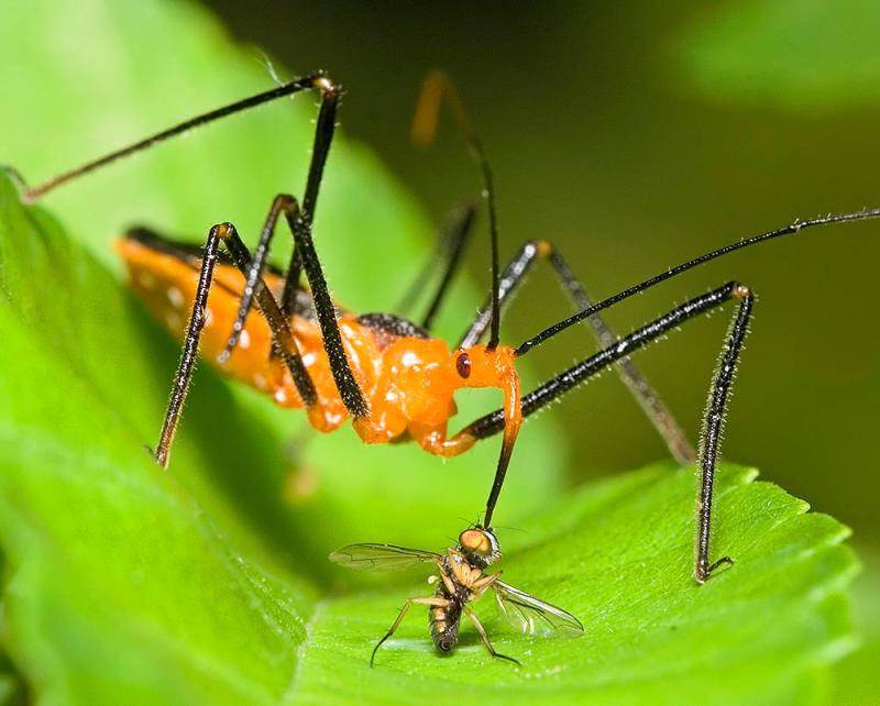 Assassin Bug Dinner by Alastair Norcross
