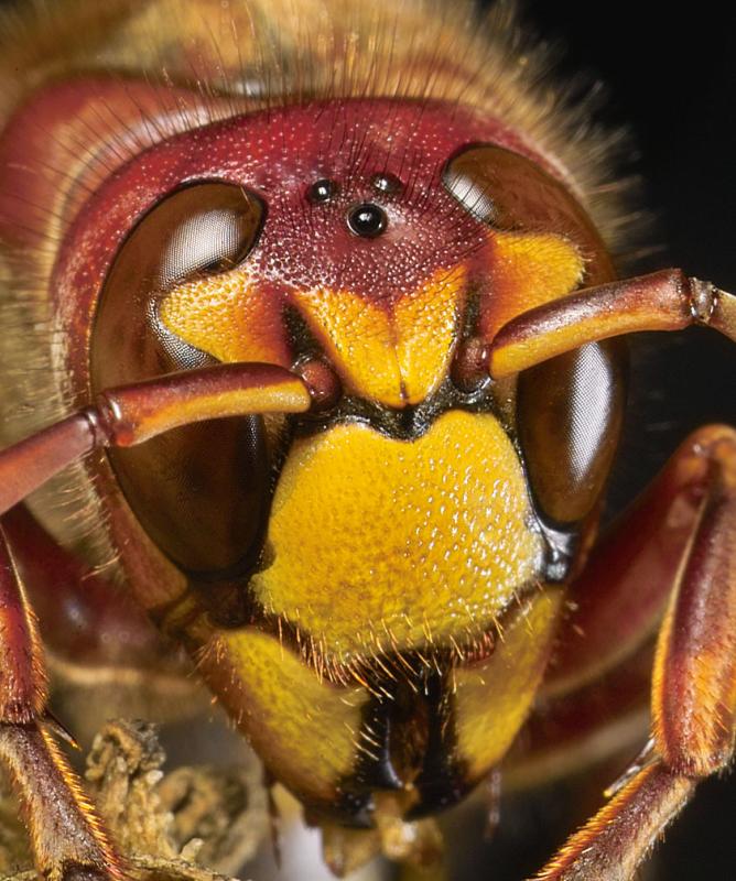 Hornet by Richard