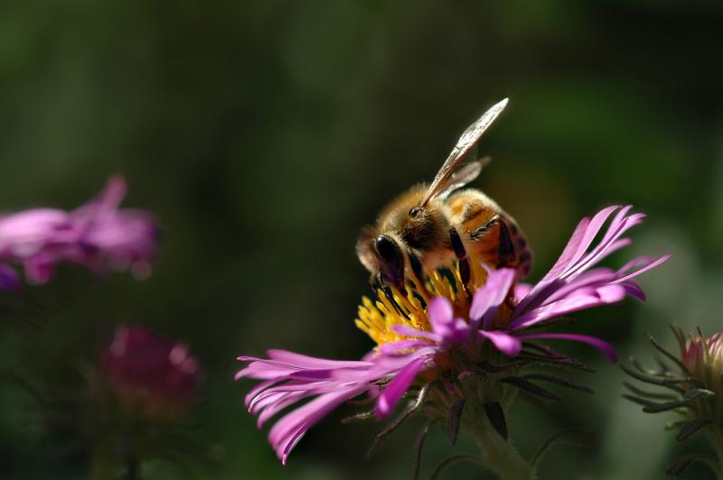 Buzz by debunix