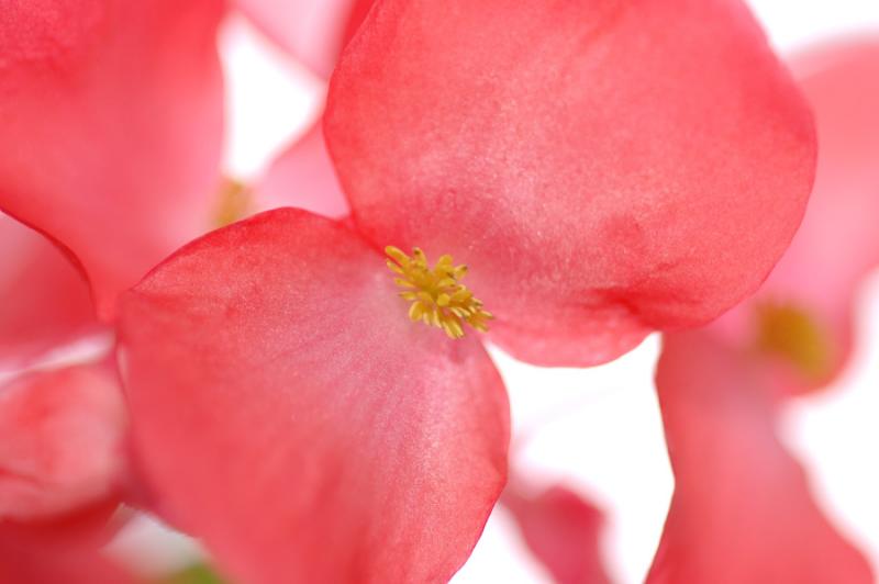 flower.jpg