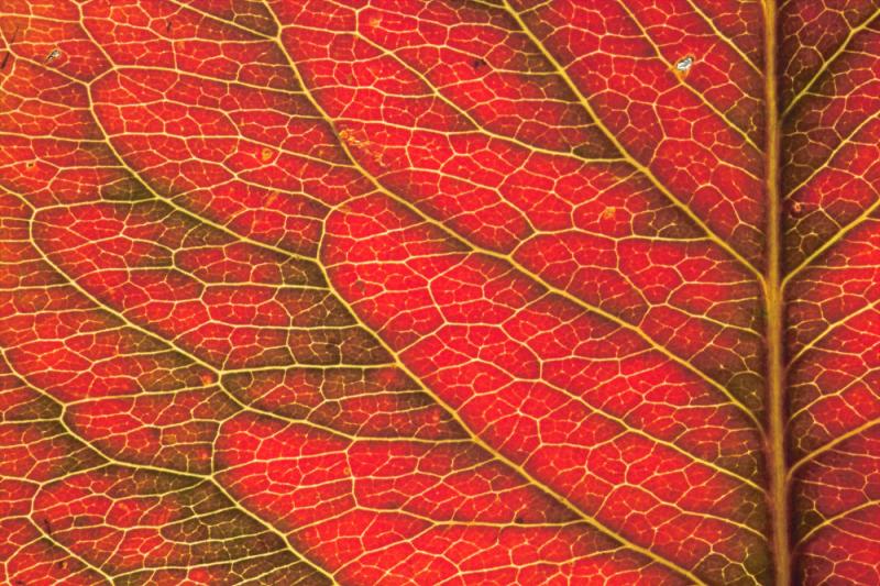 backlit pear leaf by Barrytheb