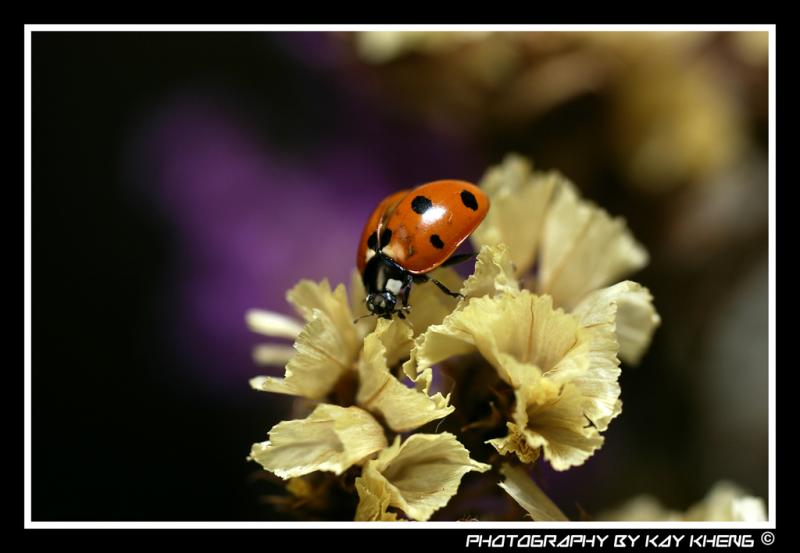 Red on Dried Flower
