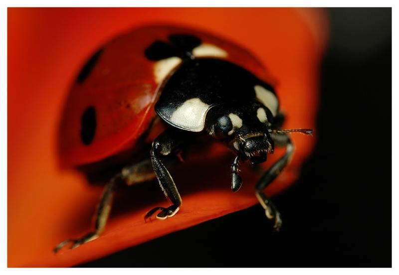 <b>MC29 Ladybugs <br>2nd Place</b><br>-redandblackb by M-A-R-K