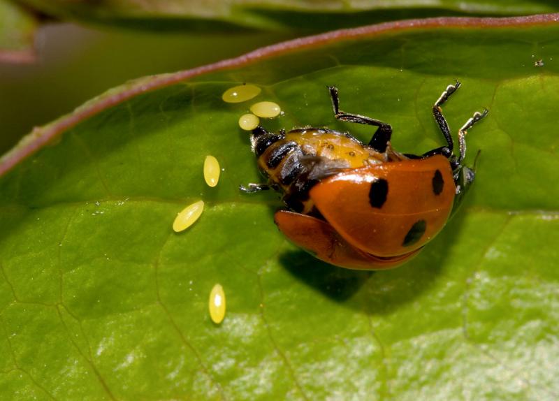 Ladybug-Laying-Adam-T.jpg