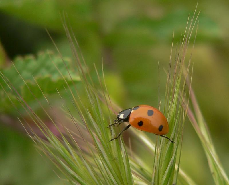 Lady Bug Balance - LaRee