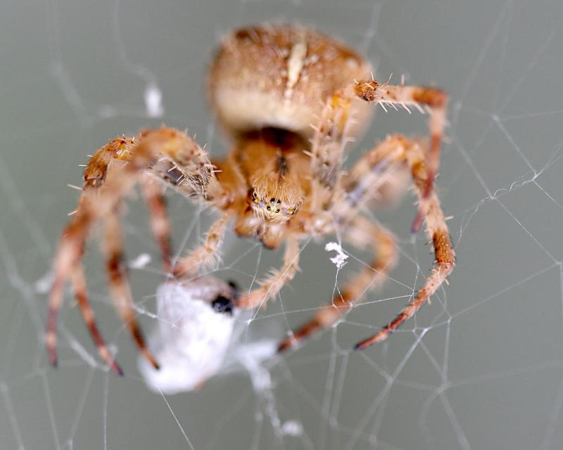 spider.jpg