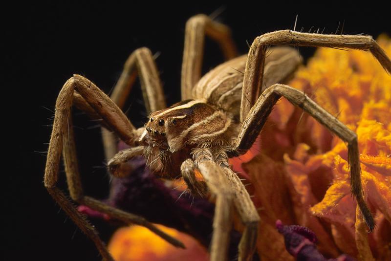 <b>MC31 Spiders <br>2nd Place</b><br> Nursery Spider by Richard