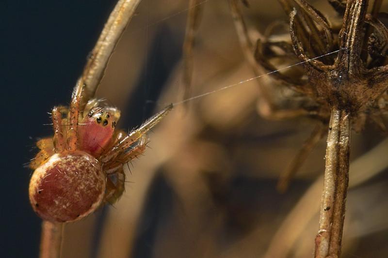 Unknown Spider by Richard