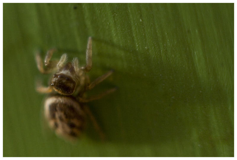 Jumping Spider - BrunoNZ