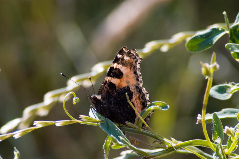 butterfly - stansz