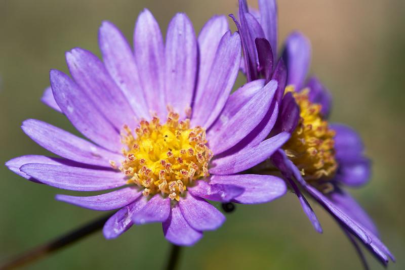 Purple Star - LanceB