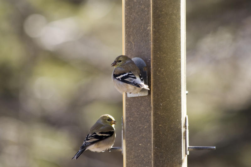Tweet Tweet - Jonathan Robson.jpg