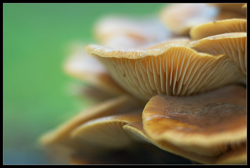 HM1: Dreamy Funghi  /by tnielsen