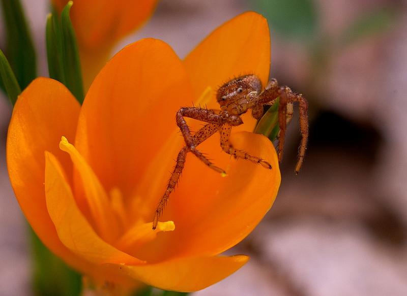crocus & spider