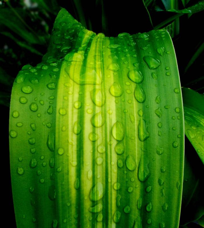 raindrops by: Bot