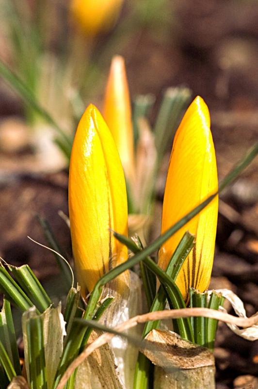 Two Crocuses by cmoraru