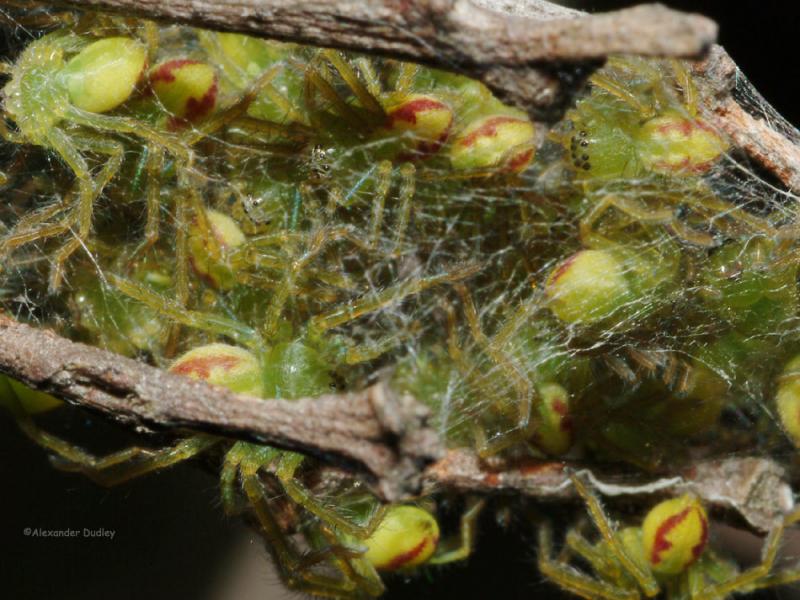 Baby spiders by Gehyra