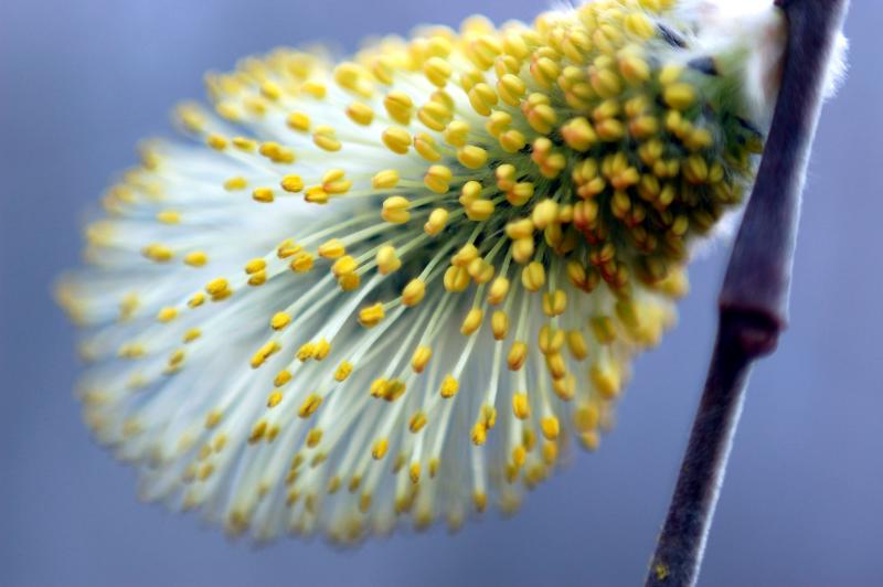 Pussy Willow in bloom